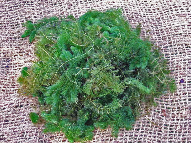 Ceratophyllum demersum - Hornkraut